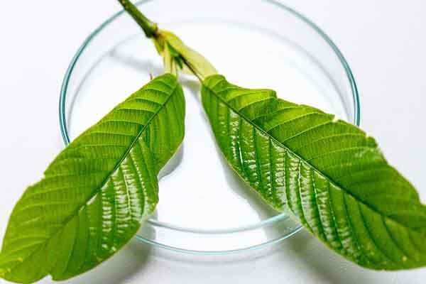 kratom for relaxation